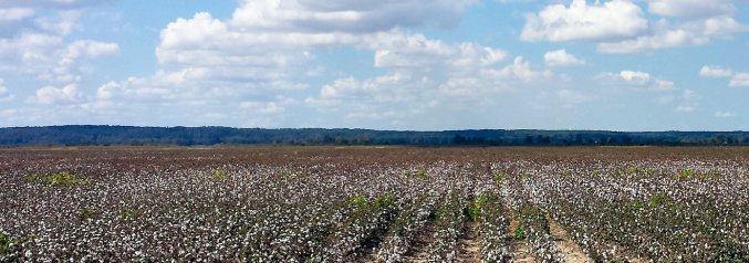 arkansas panorama